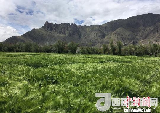 2017年西藏青稞總產(chǎn)量達到79萬噸，占糧食總產(chǎn)量的77%。圖為西藏青稞?！⊥跤窳?攝