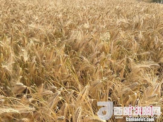 2017年西藏青稞種植面積達210多萬畝，占糧食播種面積的75%。圖為成熟期的青稞?！⊥跤窳?攝