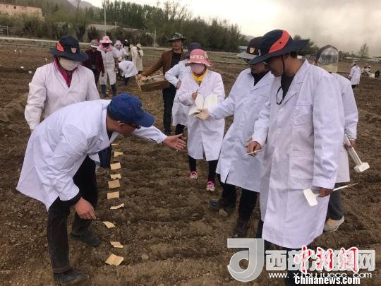 圖為研究員實地調(diào)研青稞生長土壤?！⊥跤窳?攝