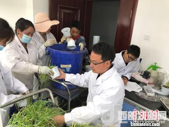 圖為研究員正在調(diào)查青稞感染白粉病情況。　王玉林 攝