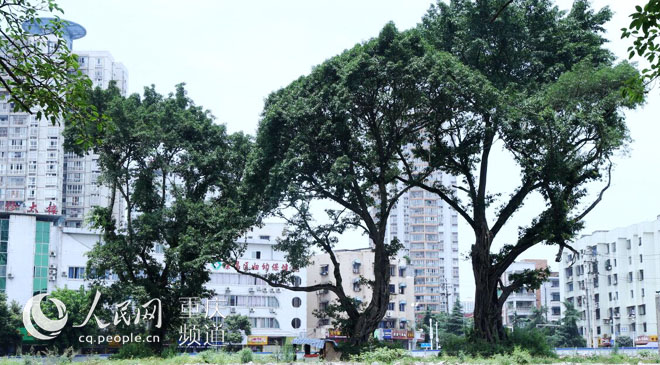 黃桷樹廣場(chǎng)正在建設(shè)中。王嫚 攝