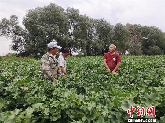 遠改忠在棉花地里為連隊職工分享種植經(jīng)驗?！“叉陆?攝