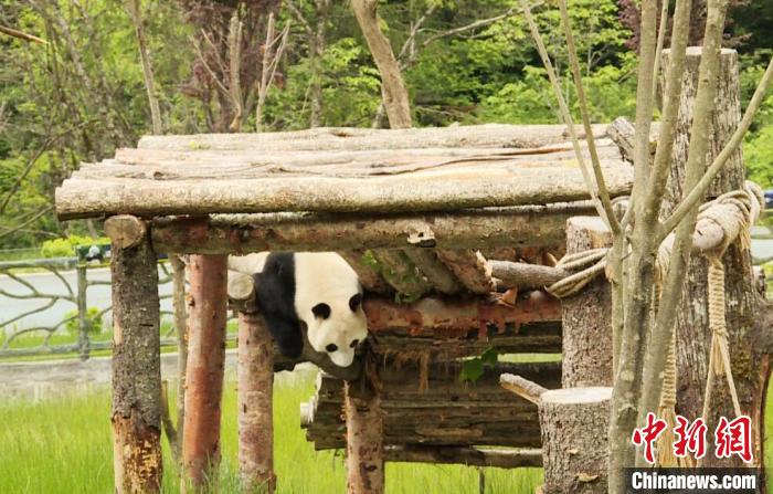 九寨溝熊貓園里的大熊貓?！【耪瘻峡h委宣傳部提供 攝